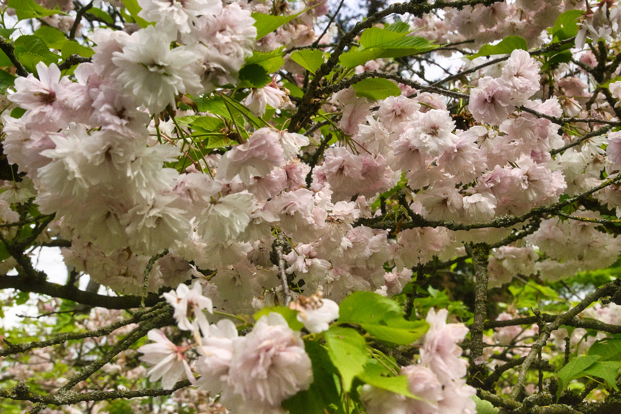 JapGartenLeverkusen 10